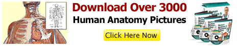 Human Anatomy and Physiology Practice Tests